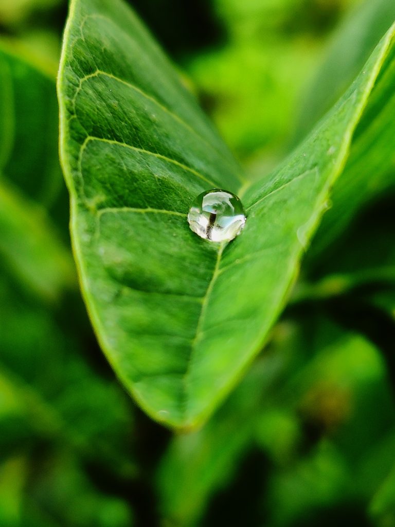 Water Droplets On Leaf PixaHive