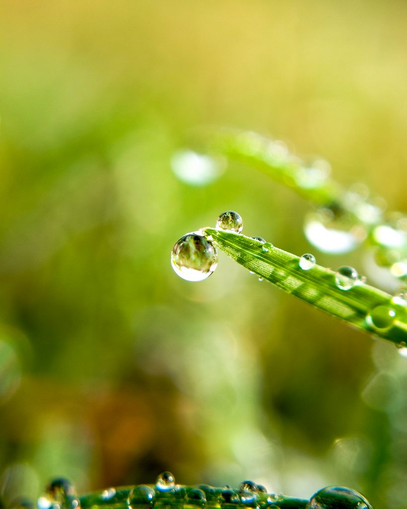 Dew Drops On Grass Pixahive