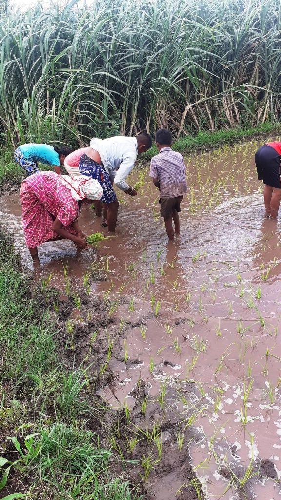 Farmer Working In Paddy Field Pixahive