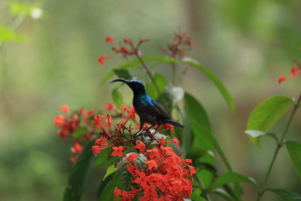 A Bird Sitting On The Flower Pixahive