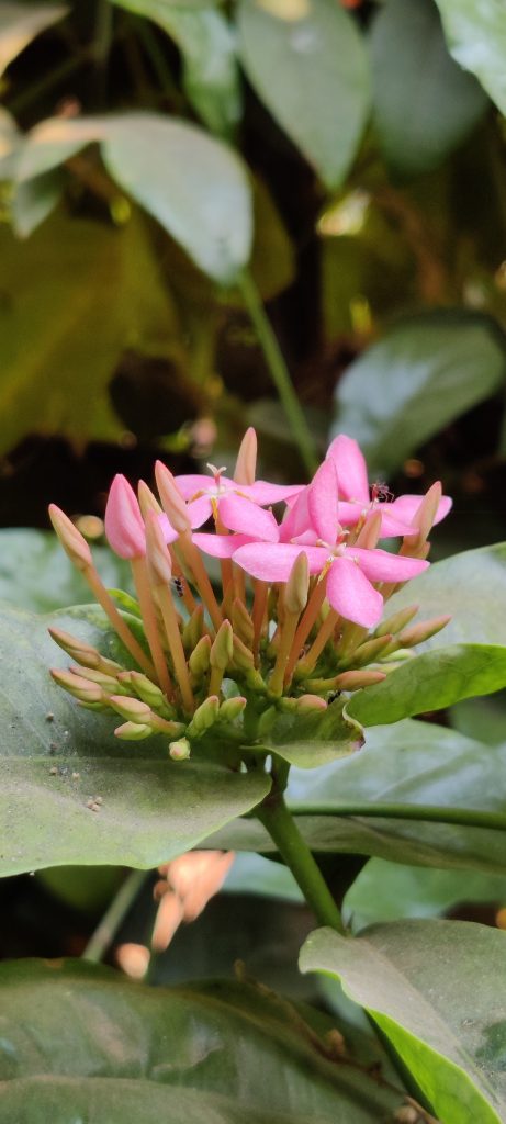 Flowers On Plant Free Image By Shavul On PixaHive