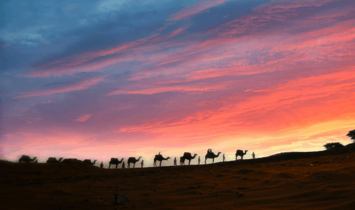 Camels in row