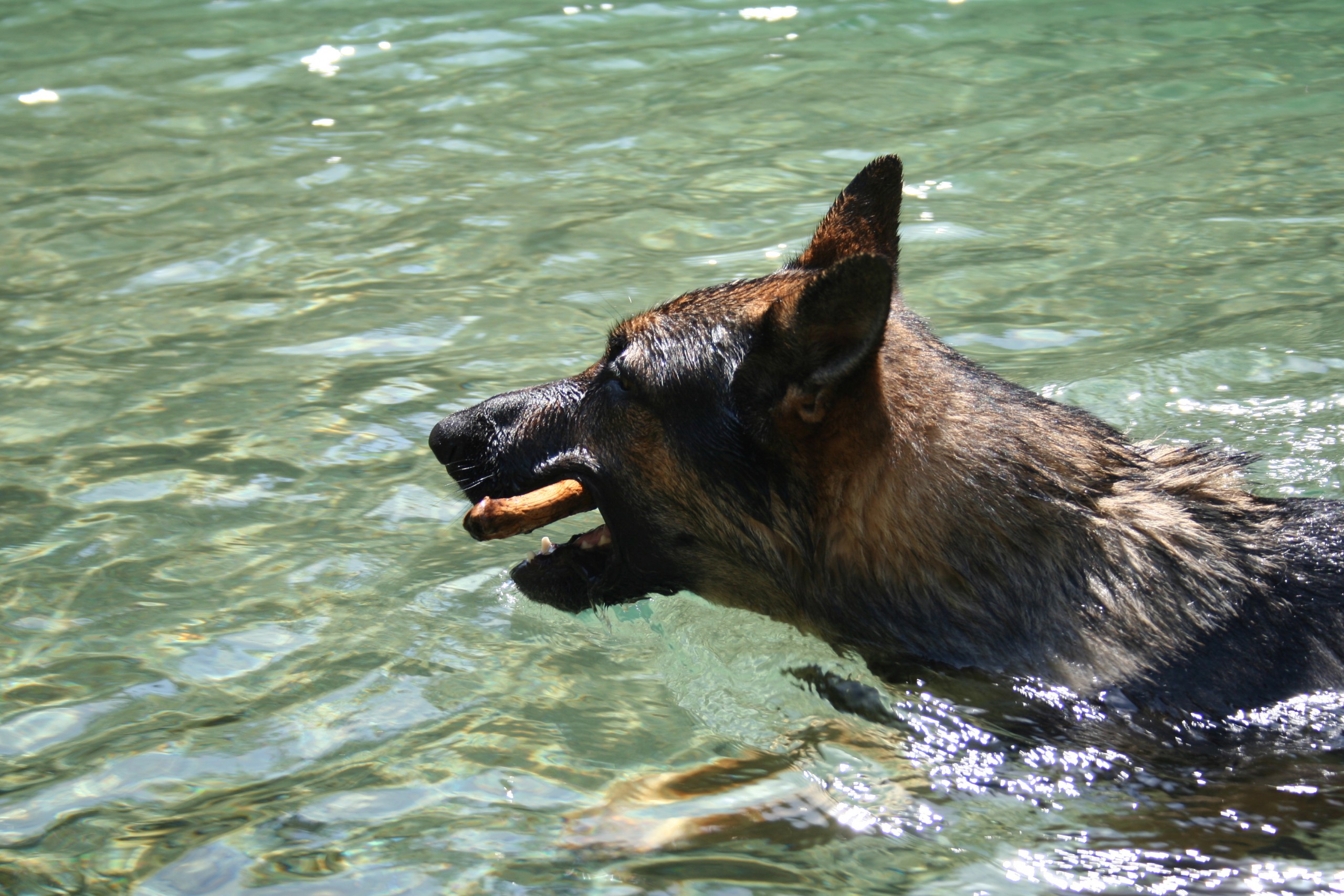 A Dog in the Water
