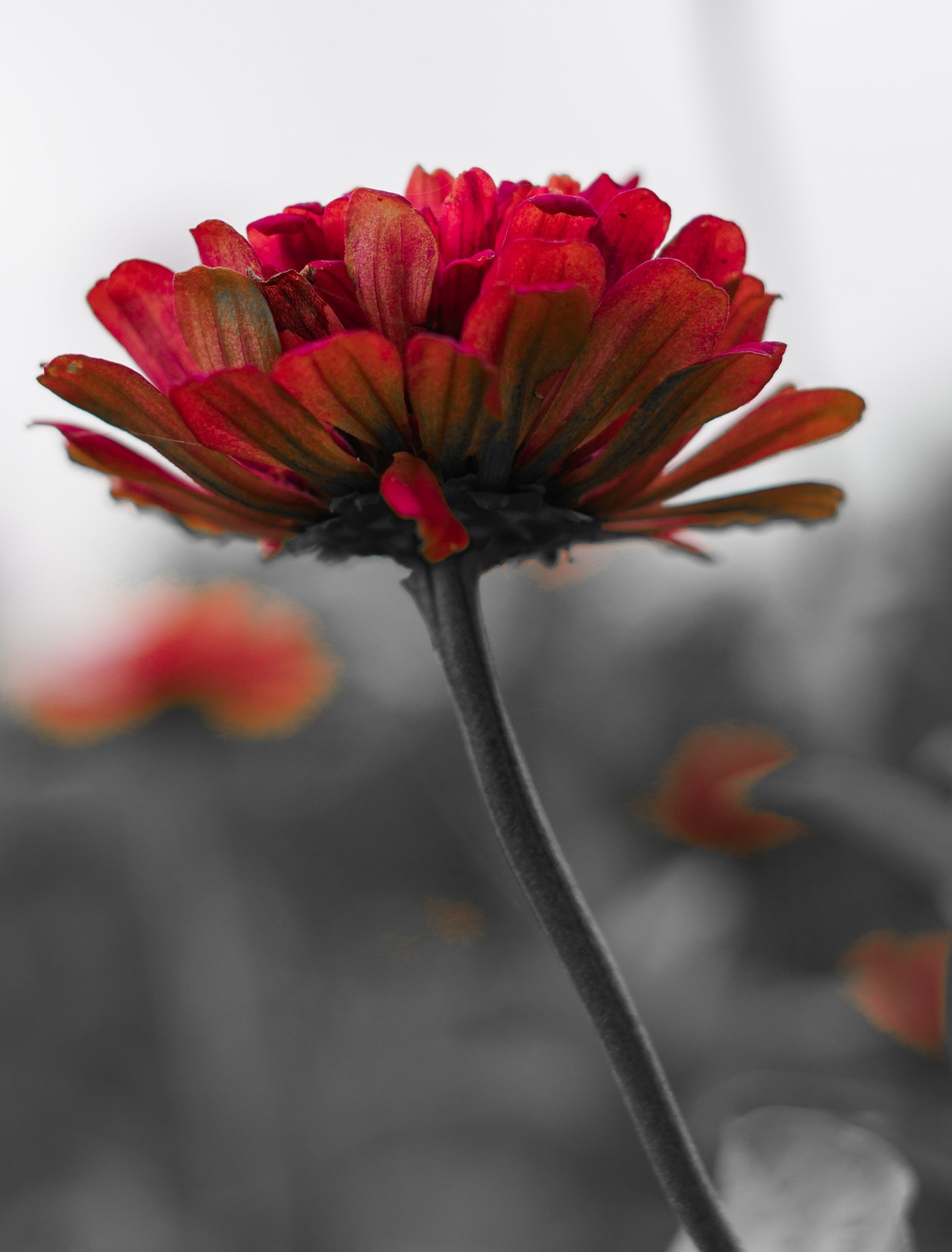 Red Flower on Grey Background