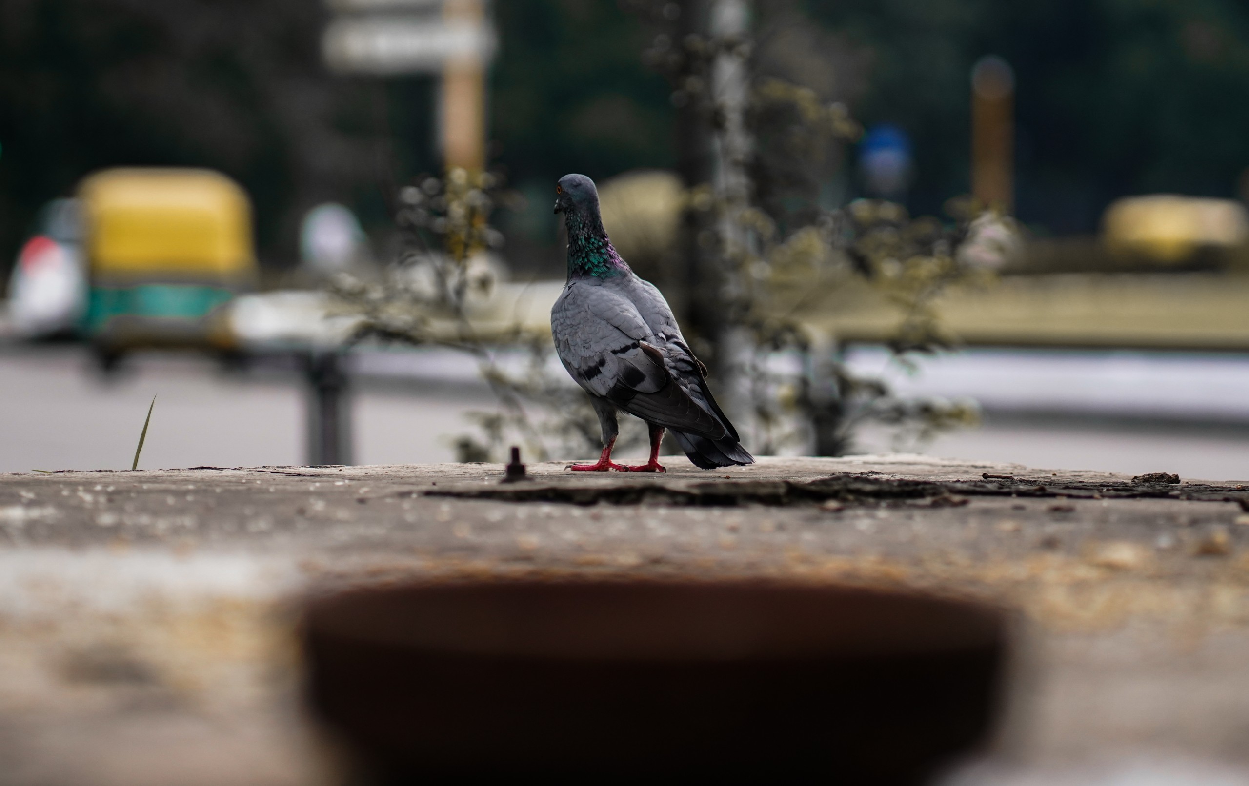 A Pigeon in the City