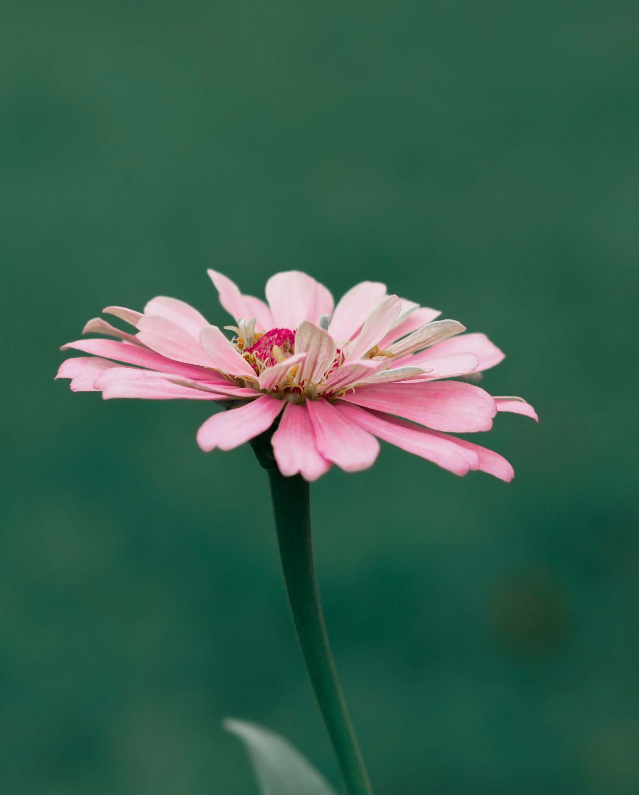 pink flower in a garden