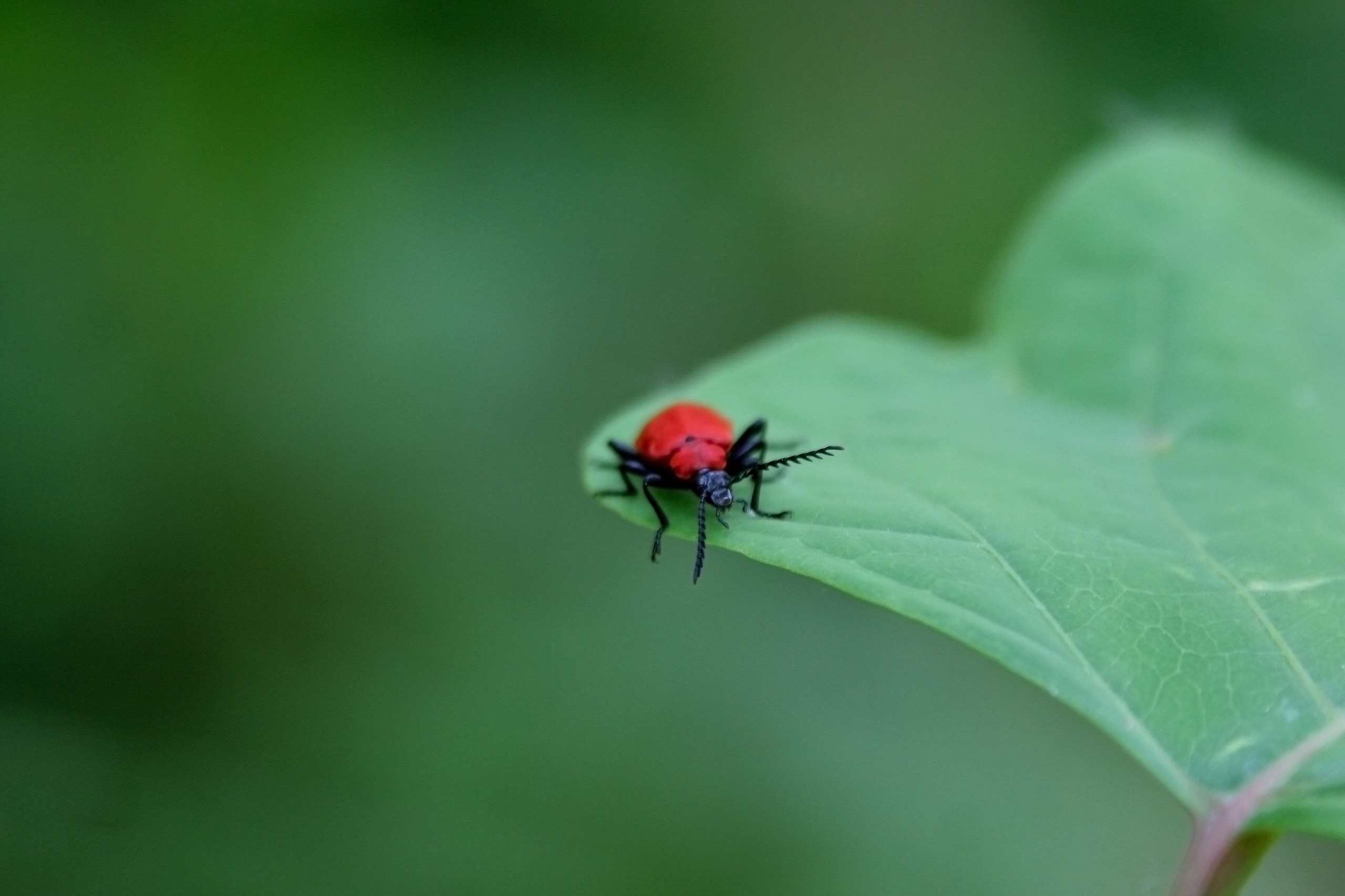A Red Bug on Leaf