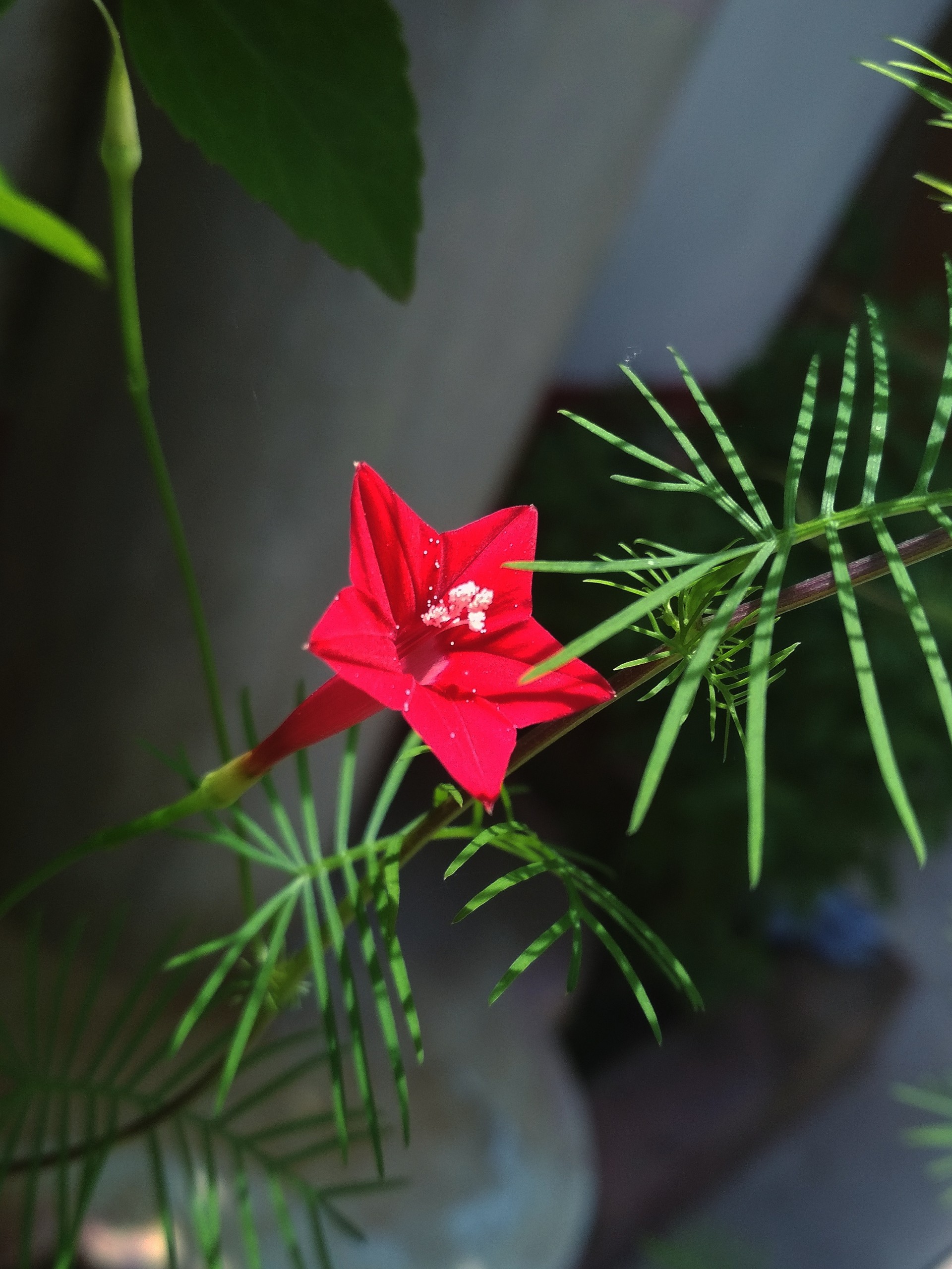 Red Star Flower on Dark Background