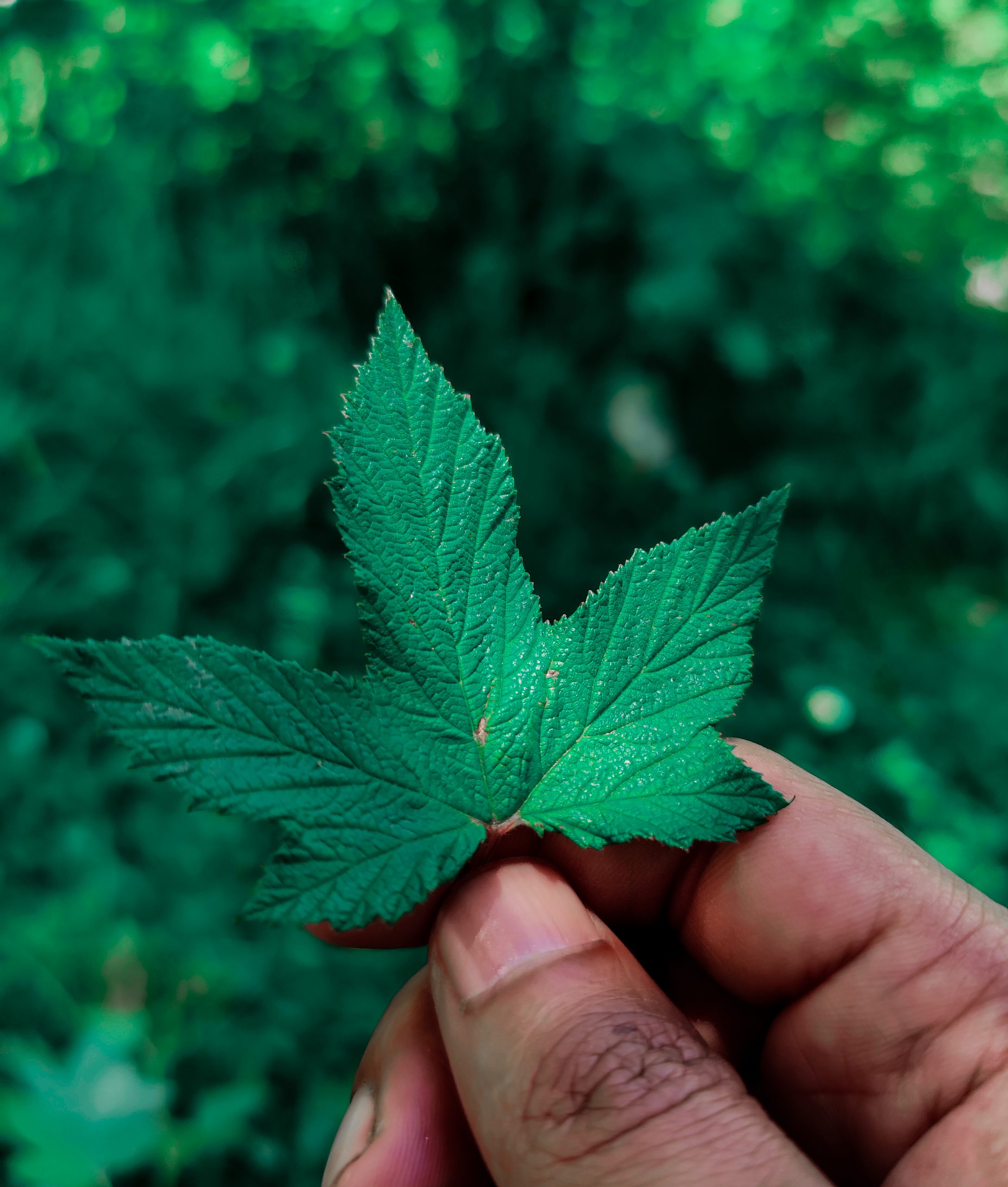 Small Green Maple Leaf on Hand