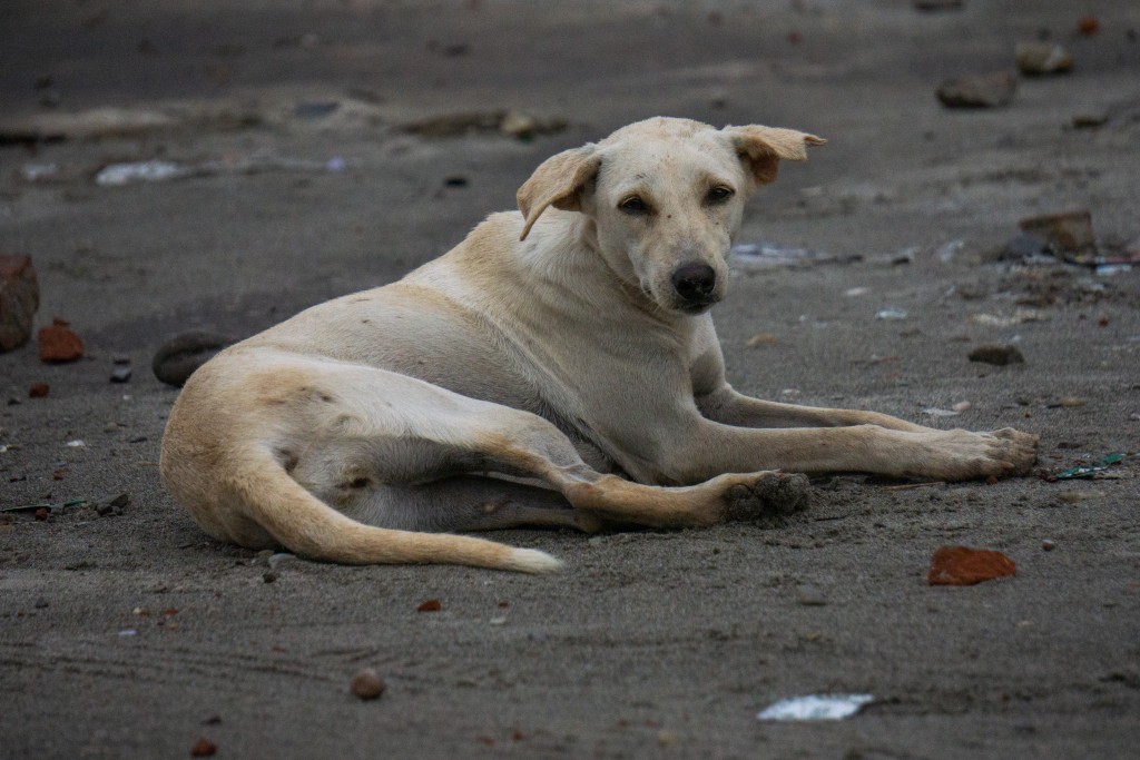 A Street Dog PixaHive