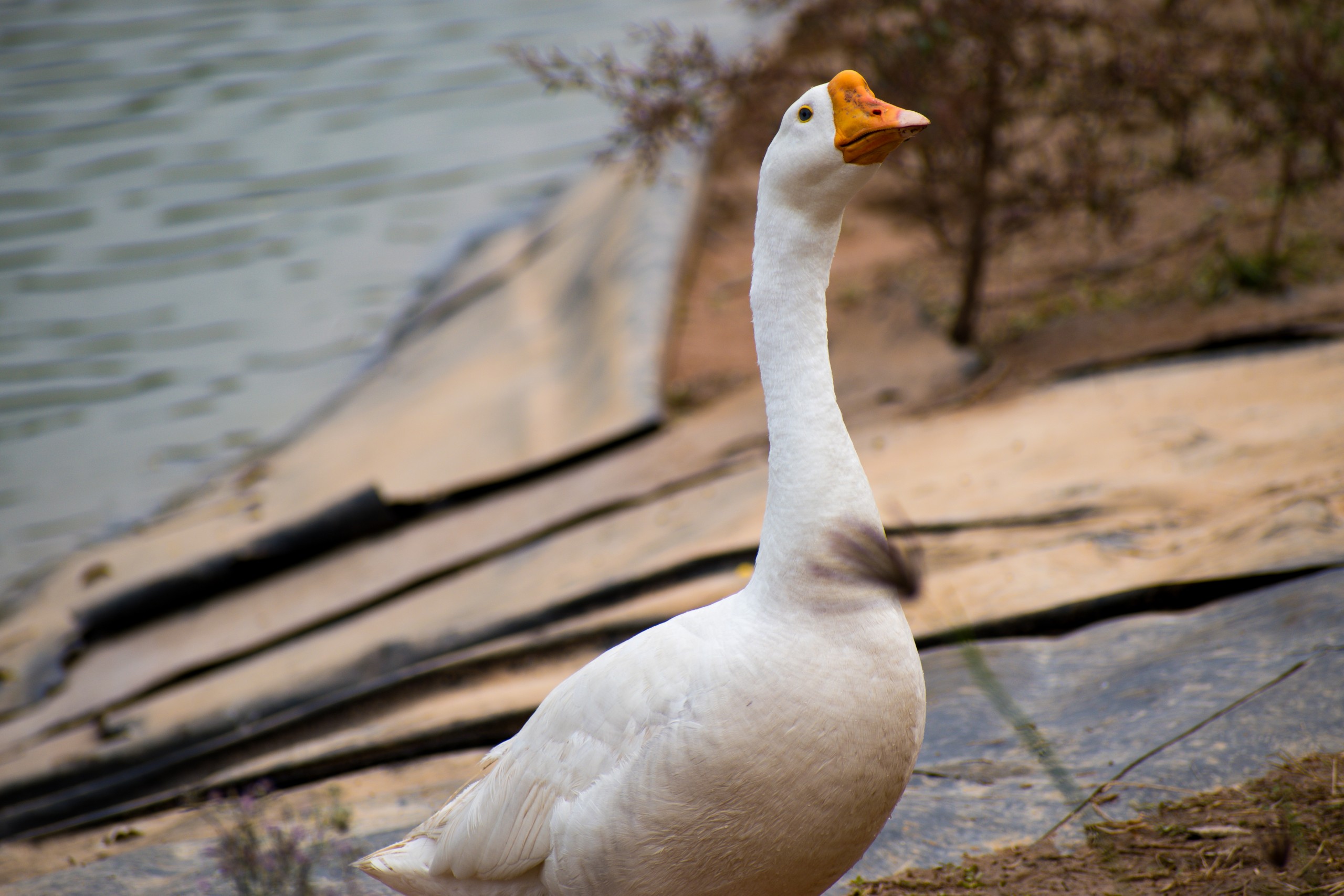 White Swan on Focus
