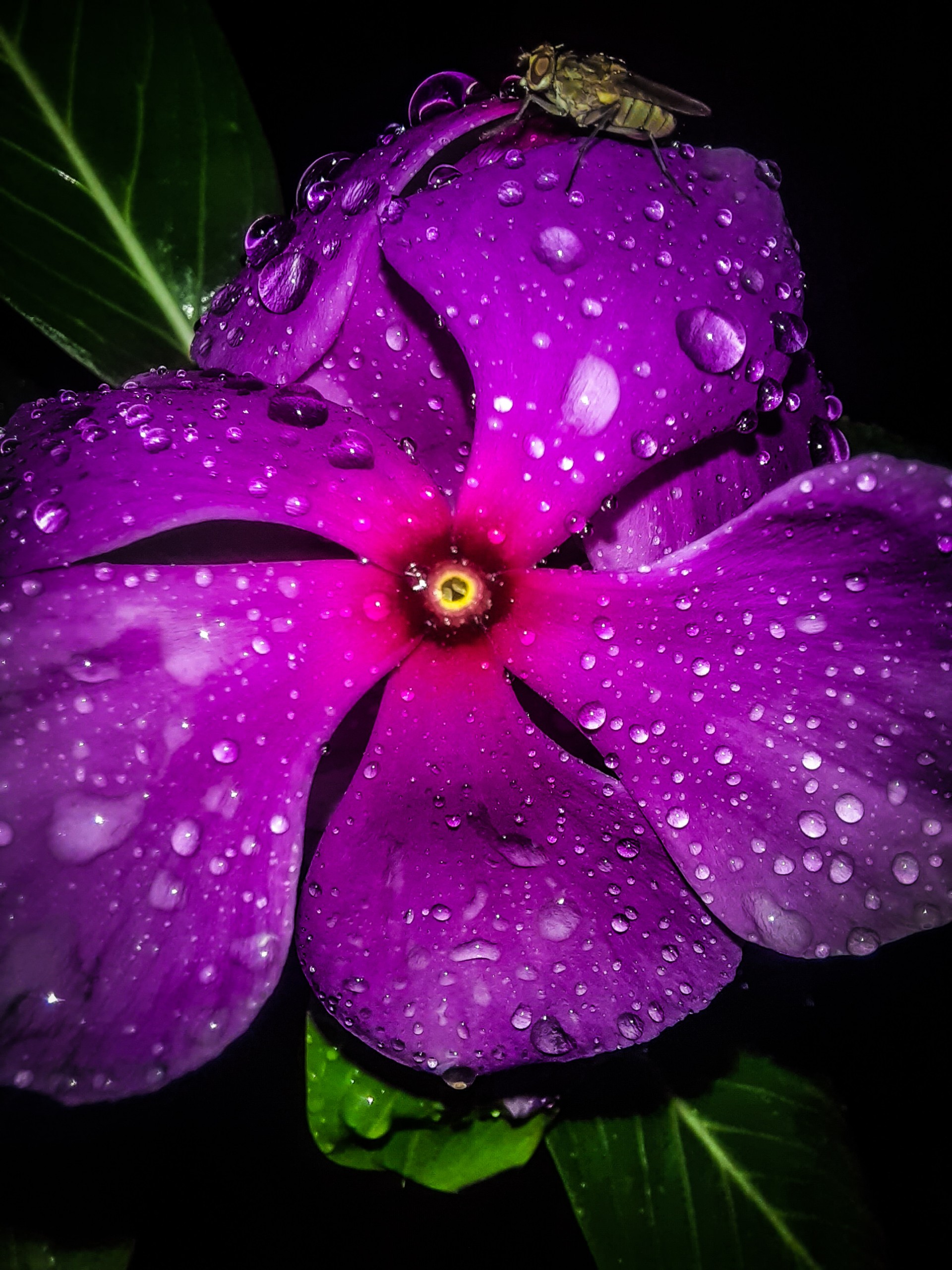 Purple Flower Close-up