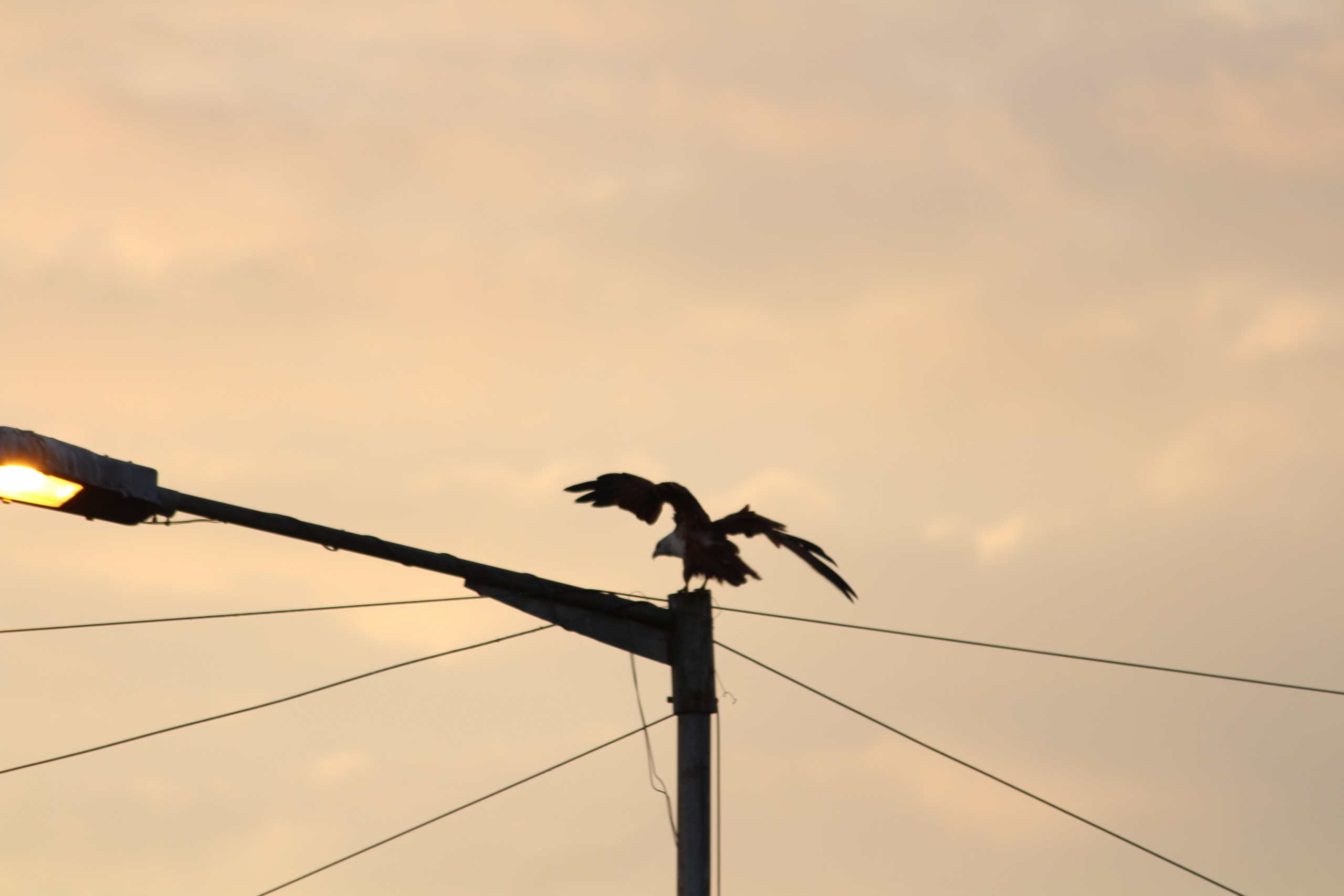 A bird on a light pole