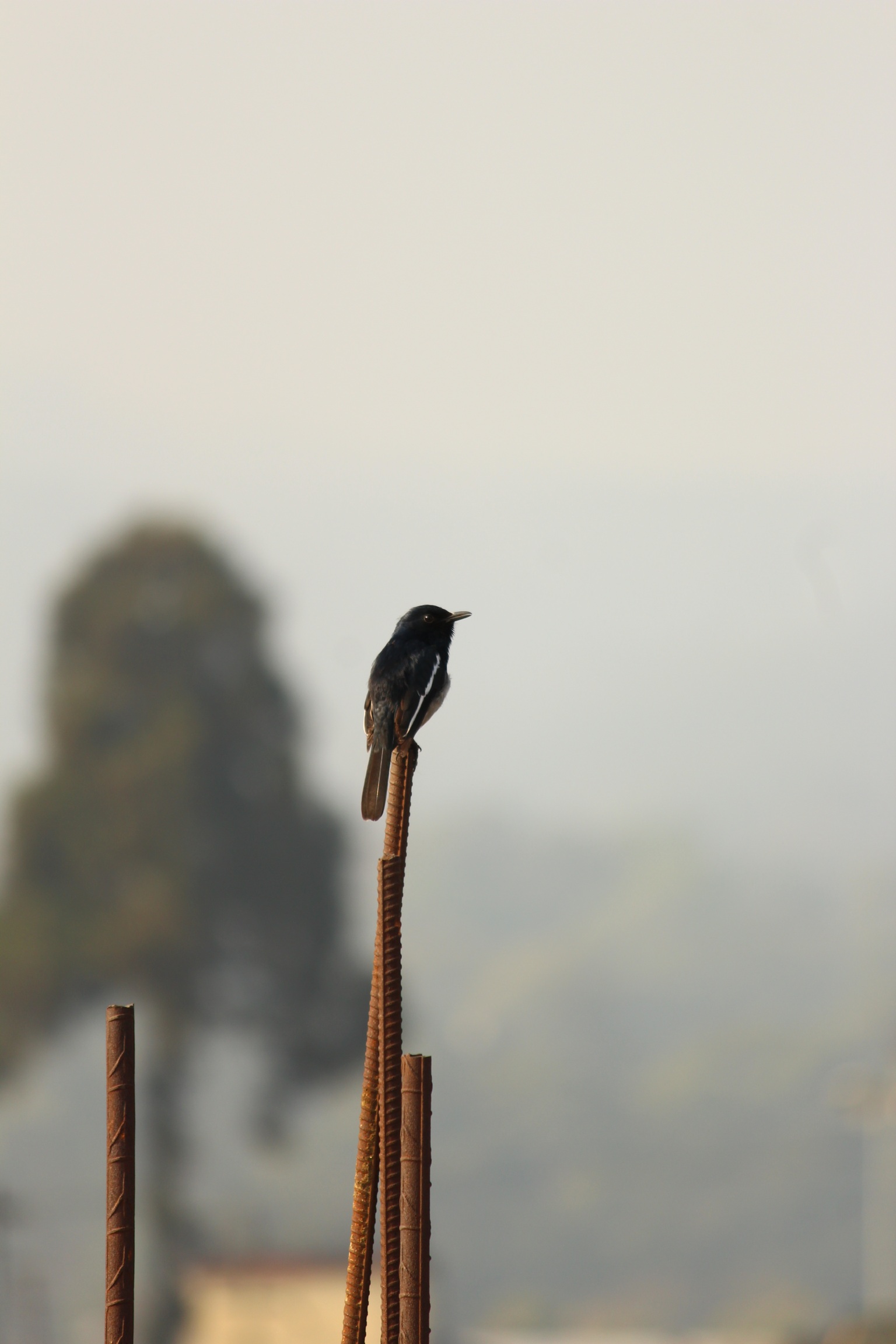 A bird on an iron rod