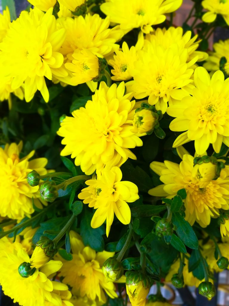 A bunch of yellow flowers PixaHive