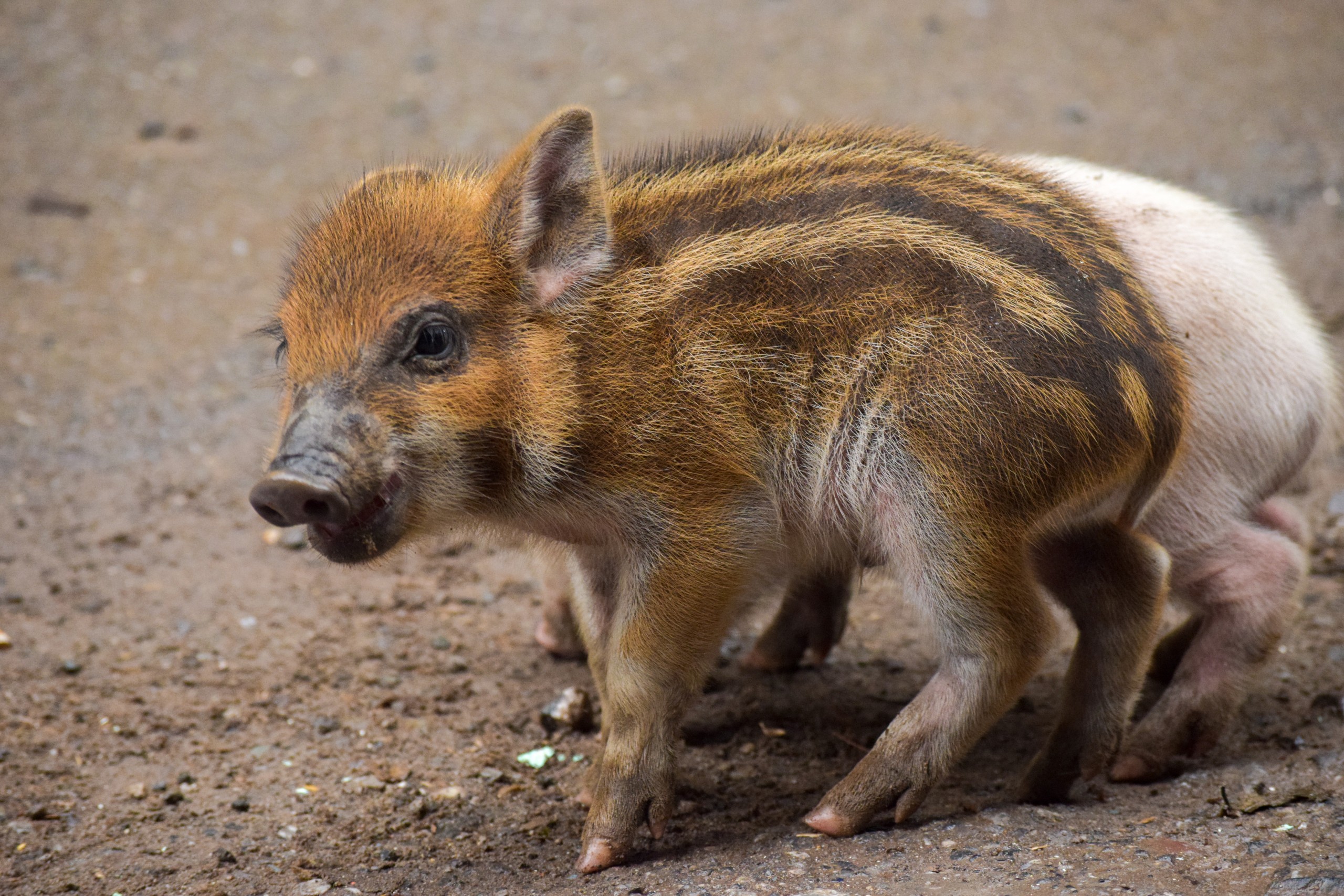 A cute little piglet