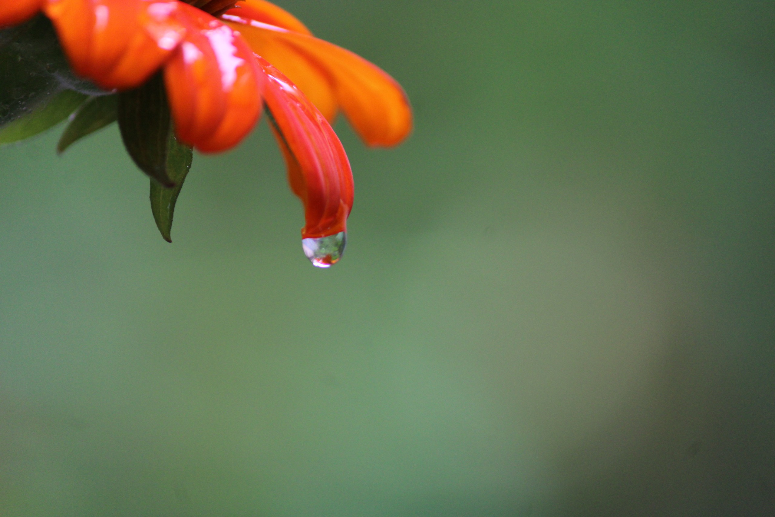 flower petal water droplet