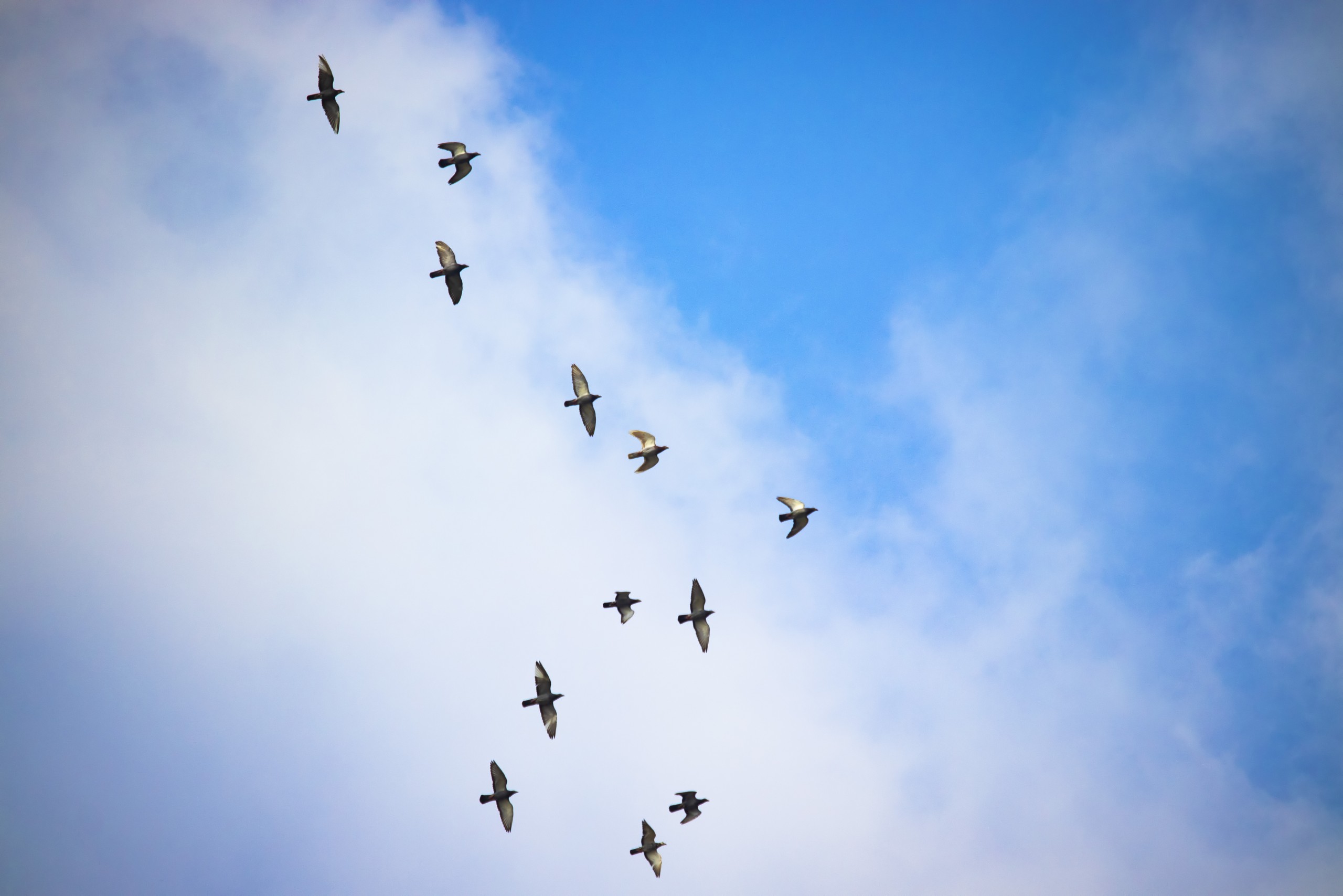 A flock of birds