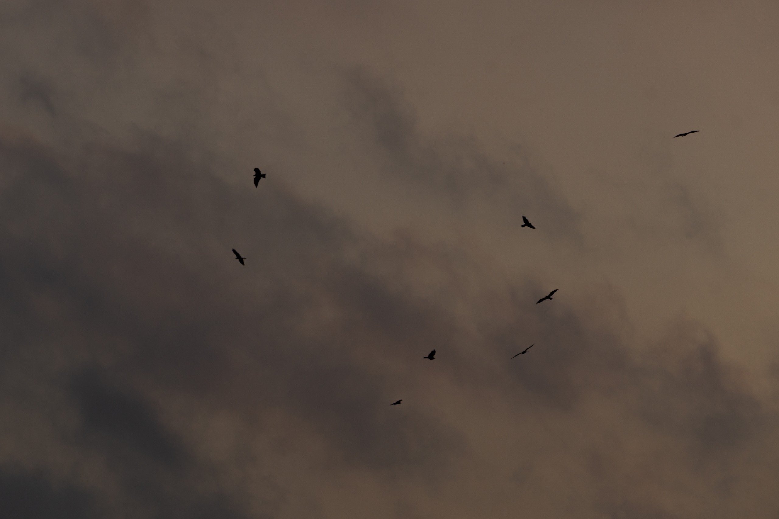 A flock of birds on a cloudy sky