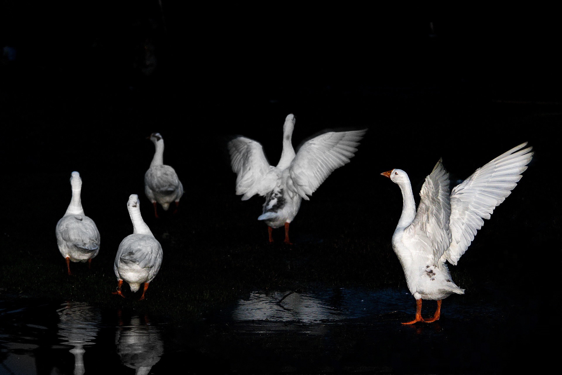 swans birds