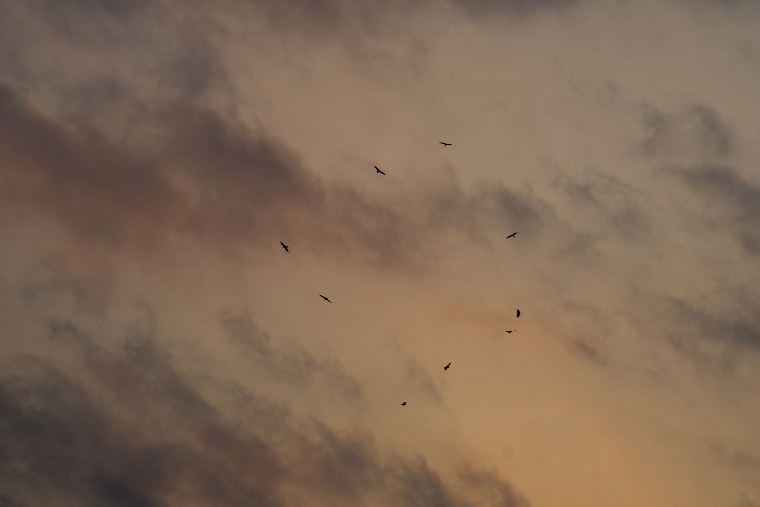 birds in circular formation