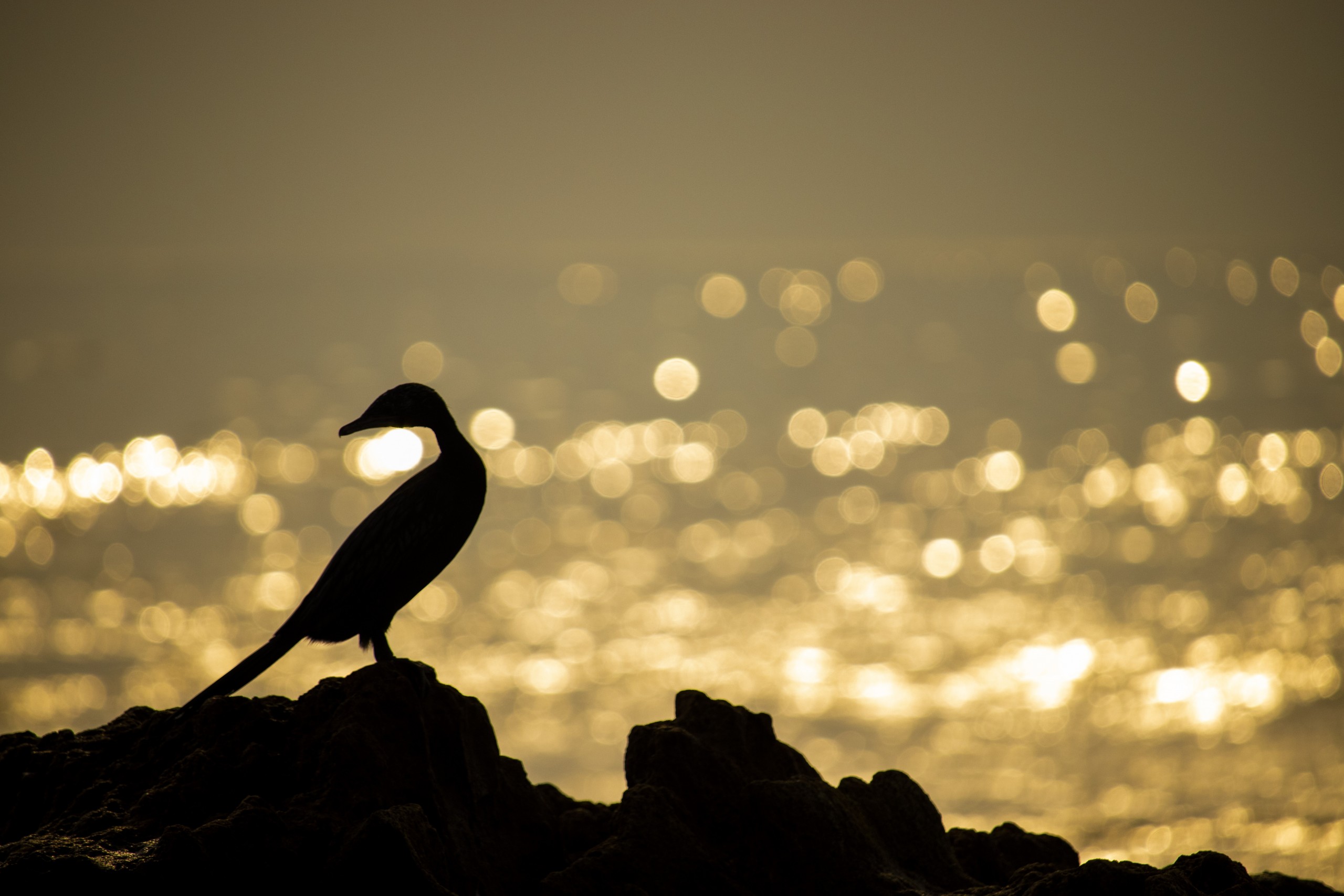 A silhouette of a Cormorant