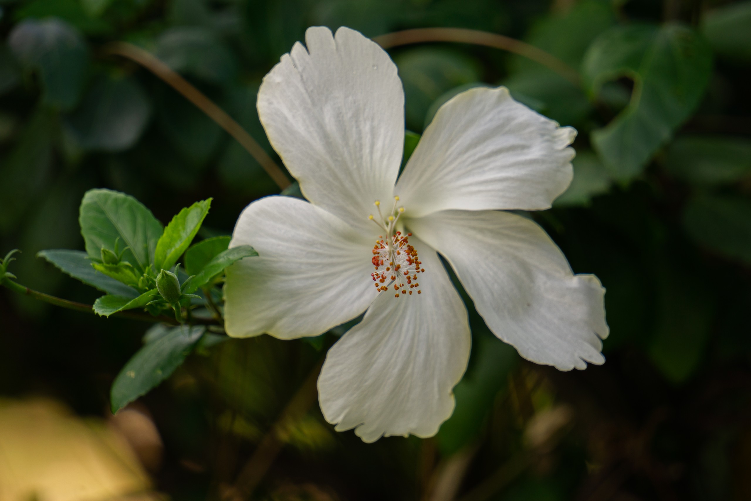 A white China rose flower