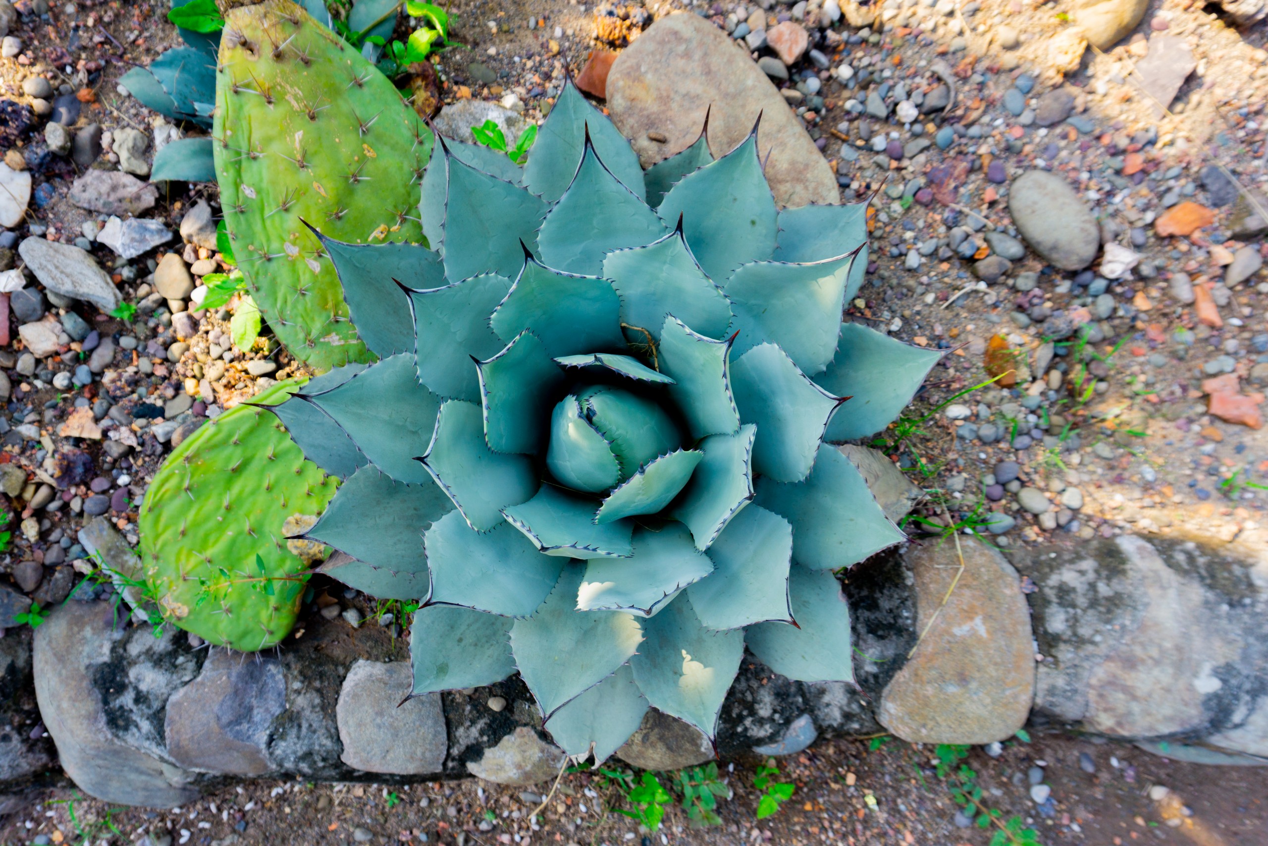 Agave Potatorum – Mexican cactus plant