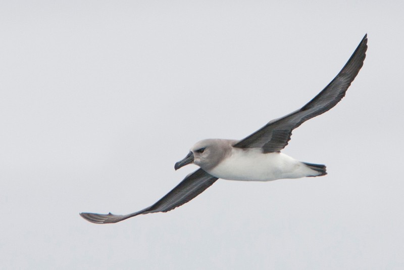 Albatross