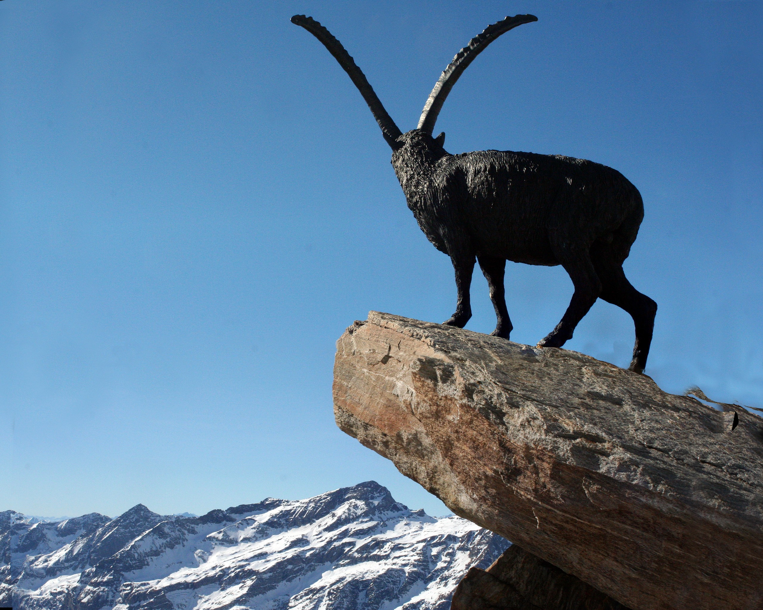 An Alpine Ibex on a Cliff