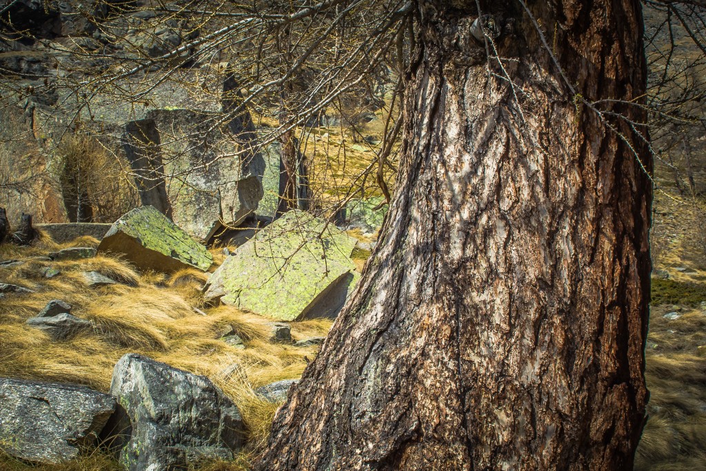 An Old Tree Trunk PixaHive