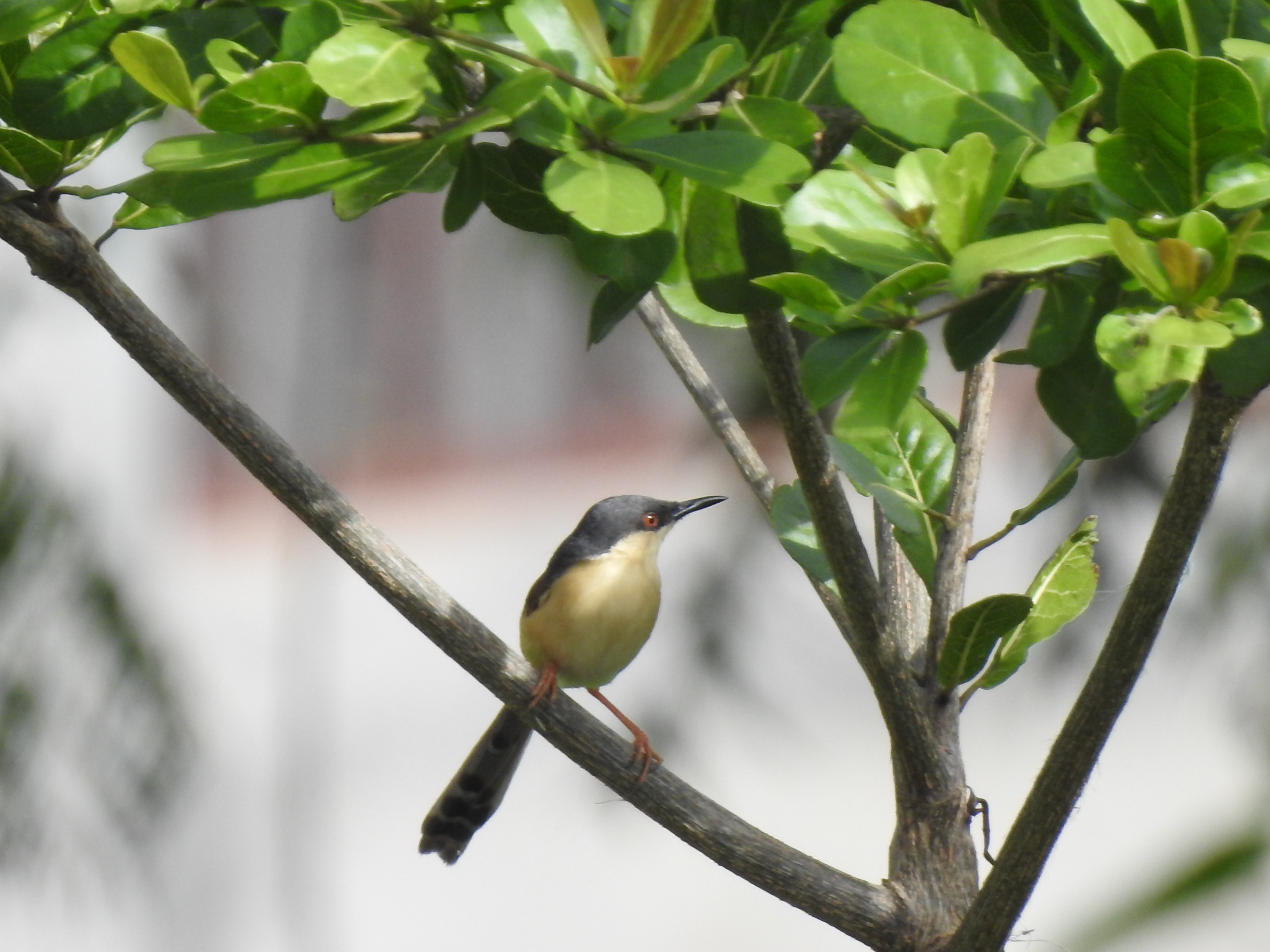 Ashy Prinia on a Tree