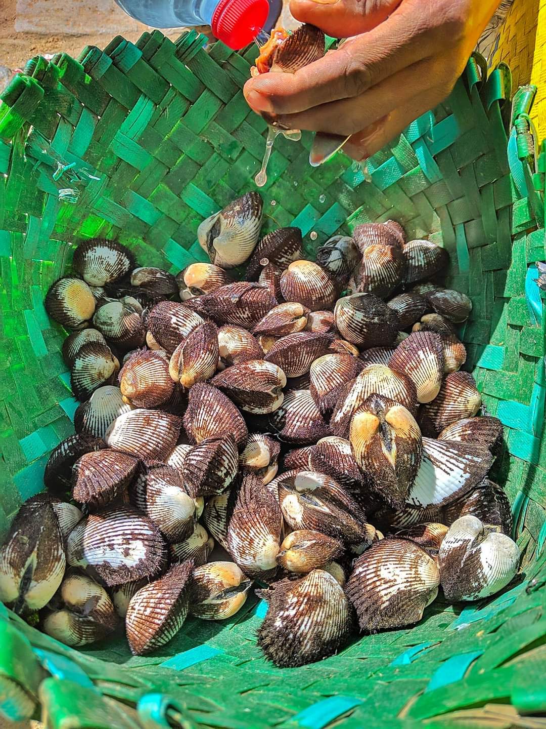 Basket of clams