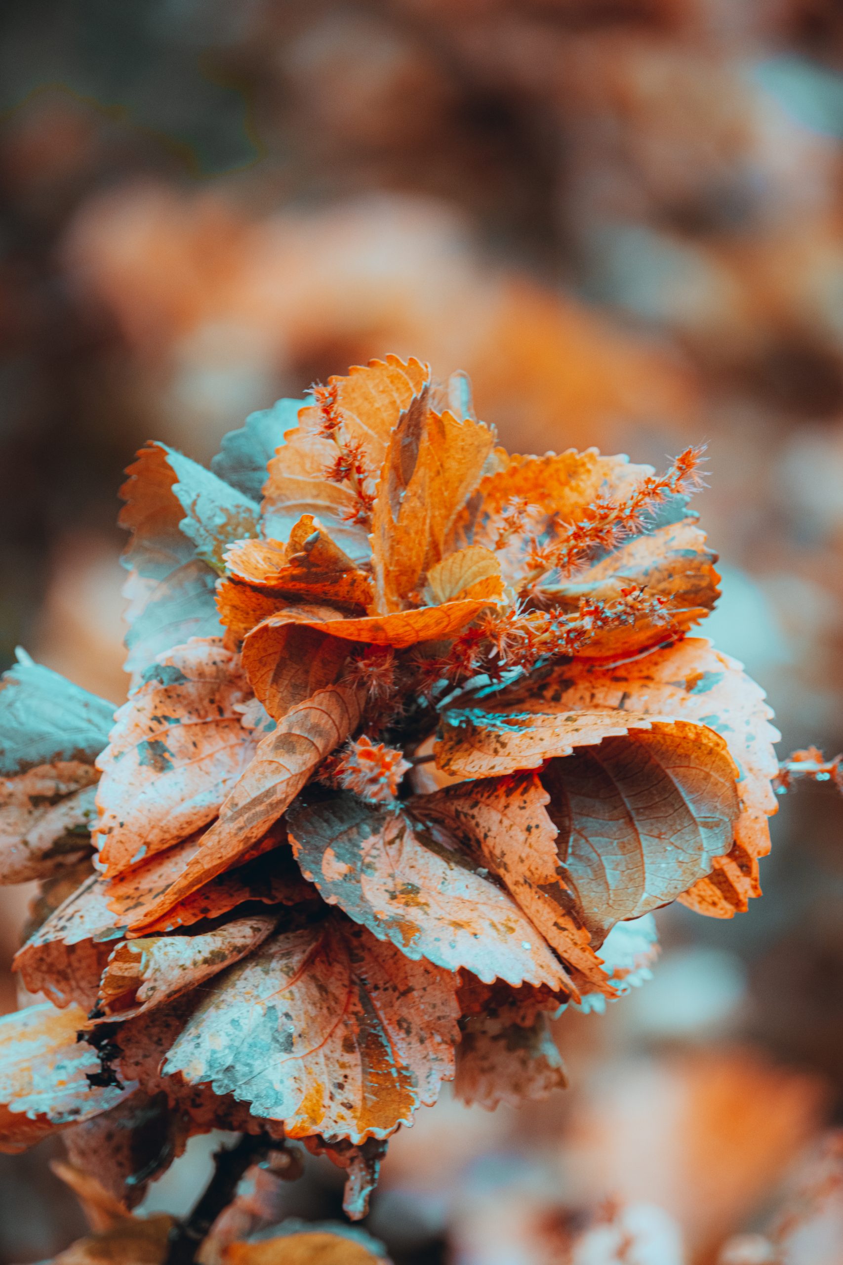 Beautiful Orange plant