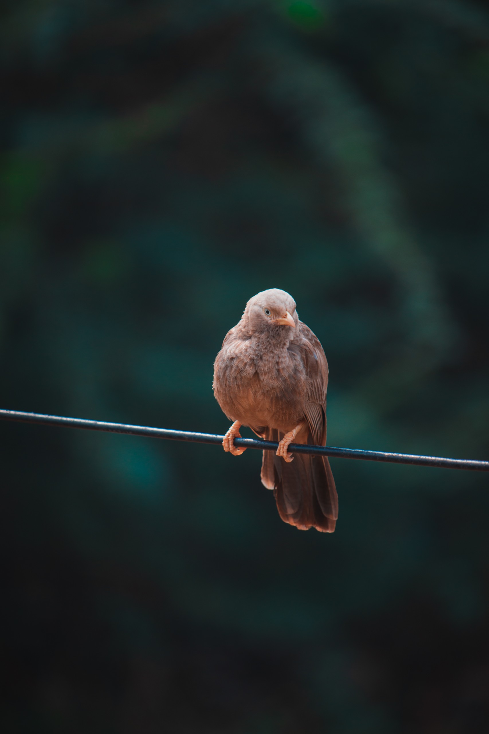 Golden bird on a wire