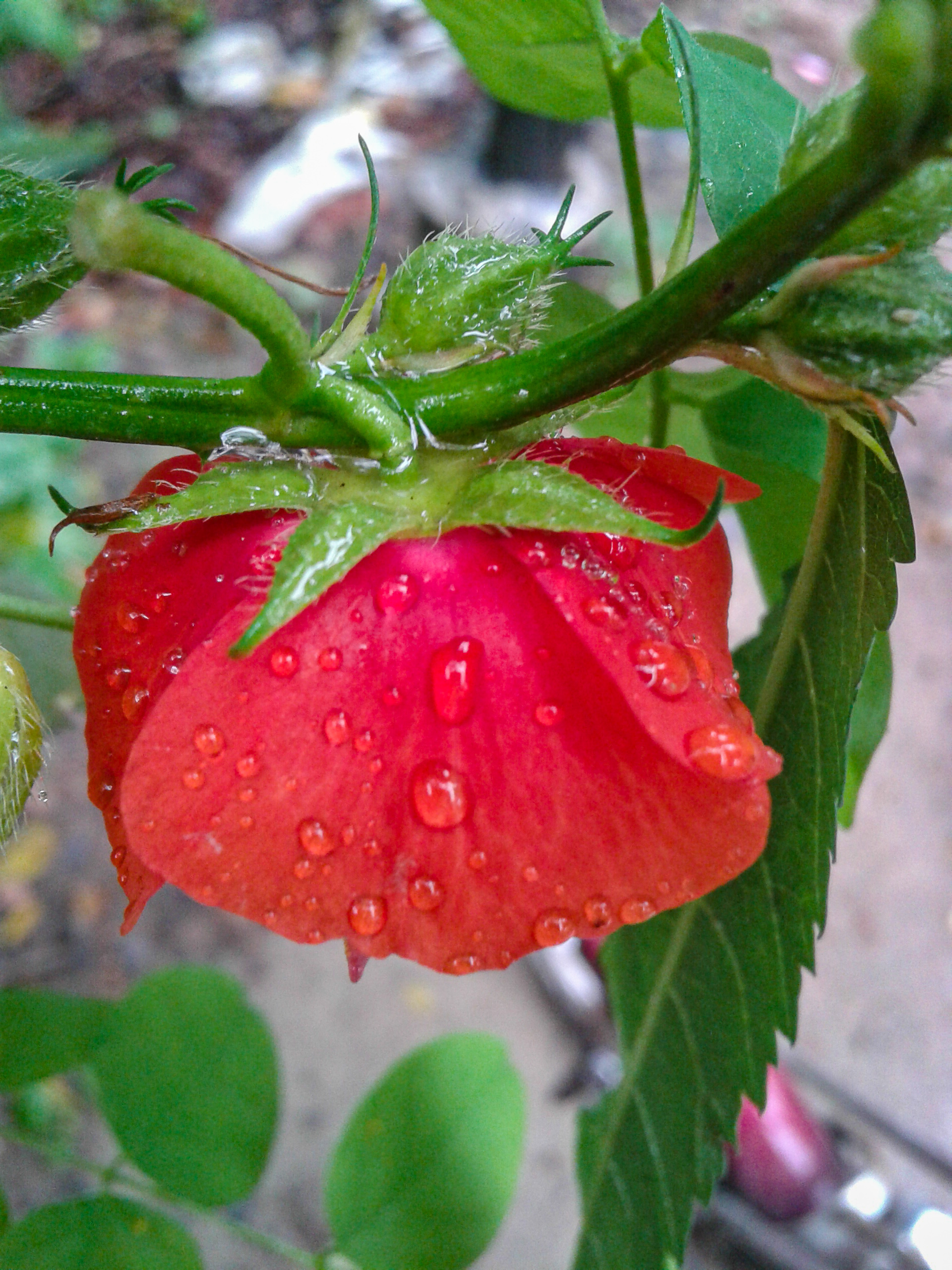 Red flower bloosom