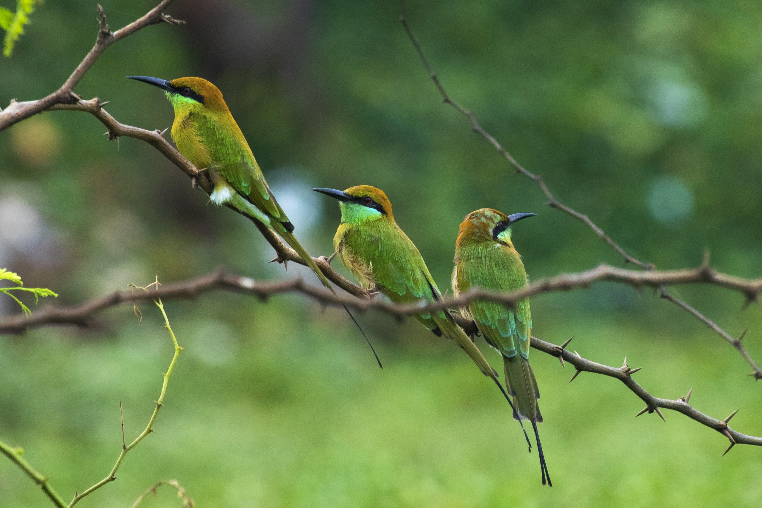 Bee-eaters perched on a branch