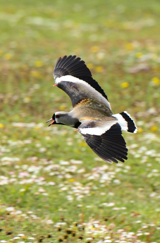 Bird Flying on Landscape