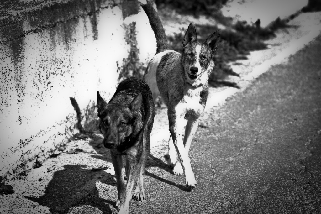 Black and White Stray Dogs - PixaHive