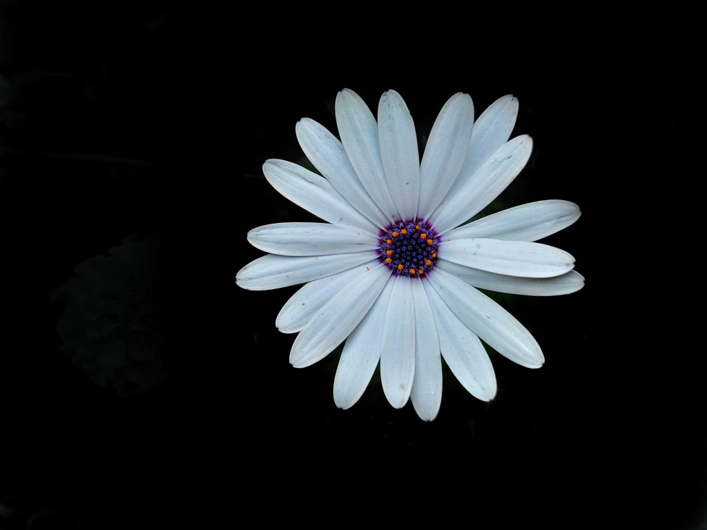 Bloom through the darkness - PixaHive