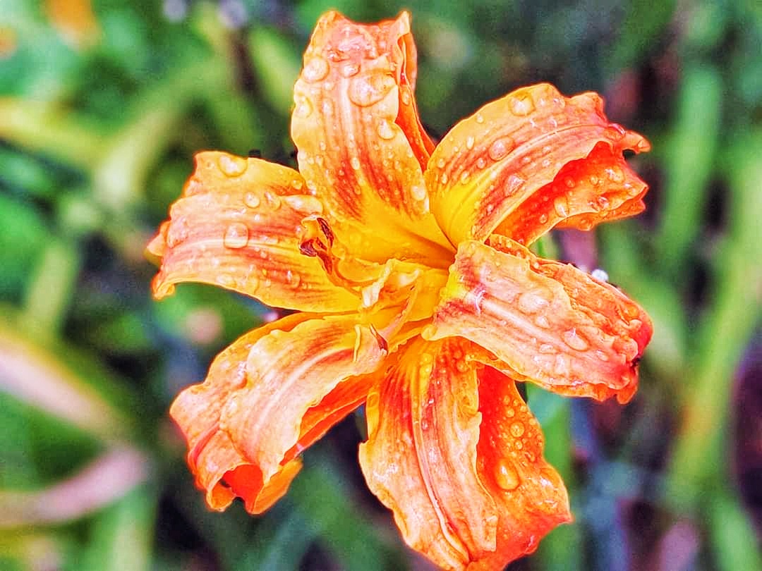 Blooming Orange Daylily