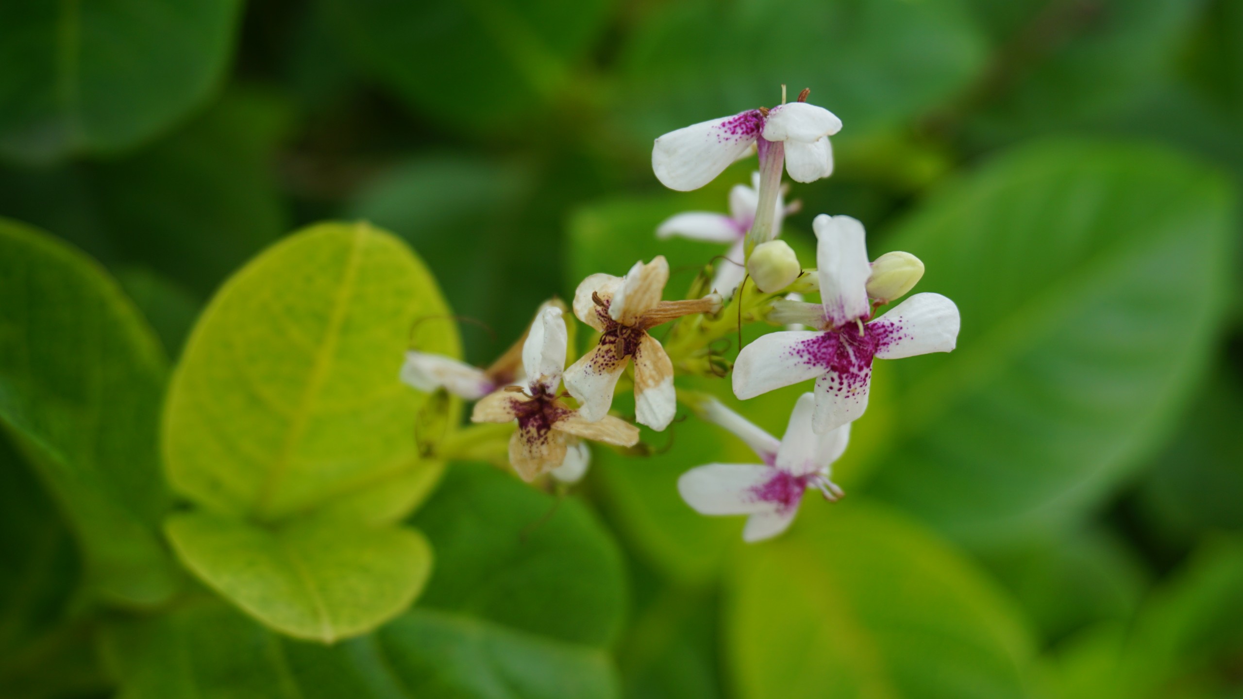 Blooming white flowers with pink spots