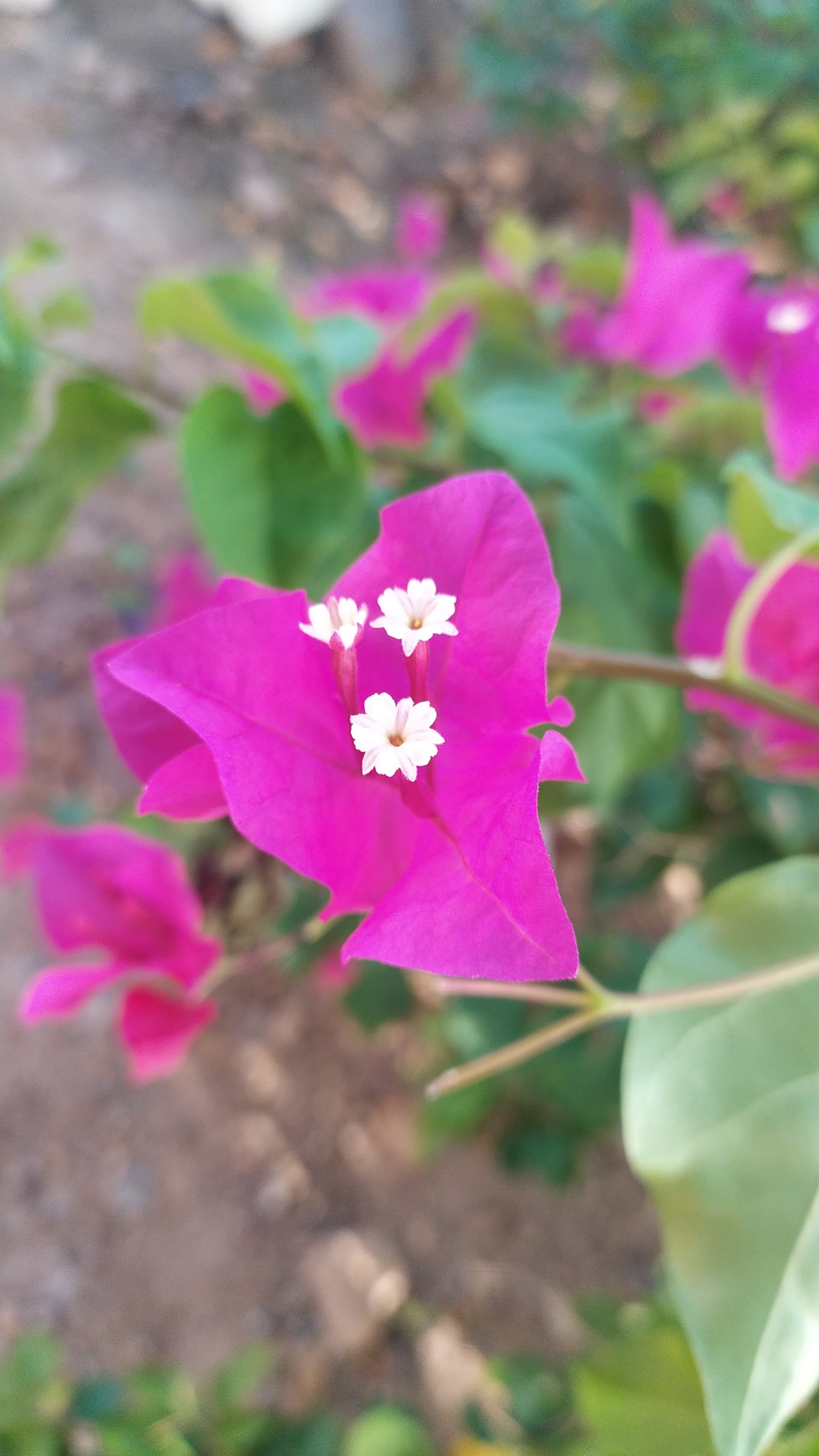 bougainvillea flower white buds