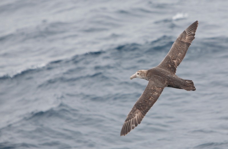 Brown Albatross Bird