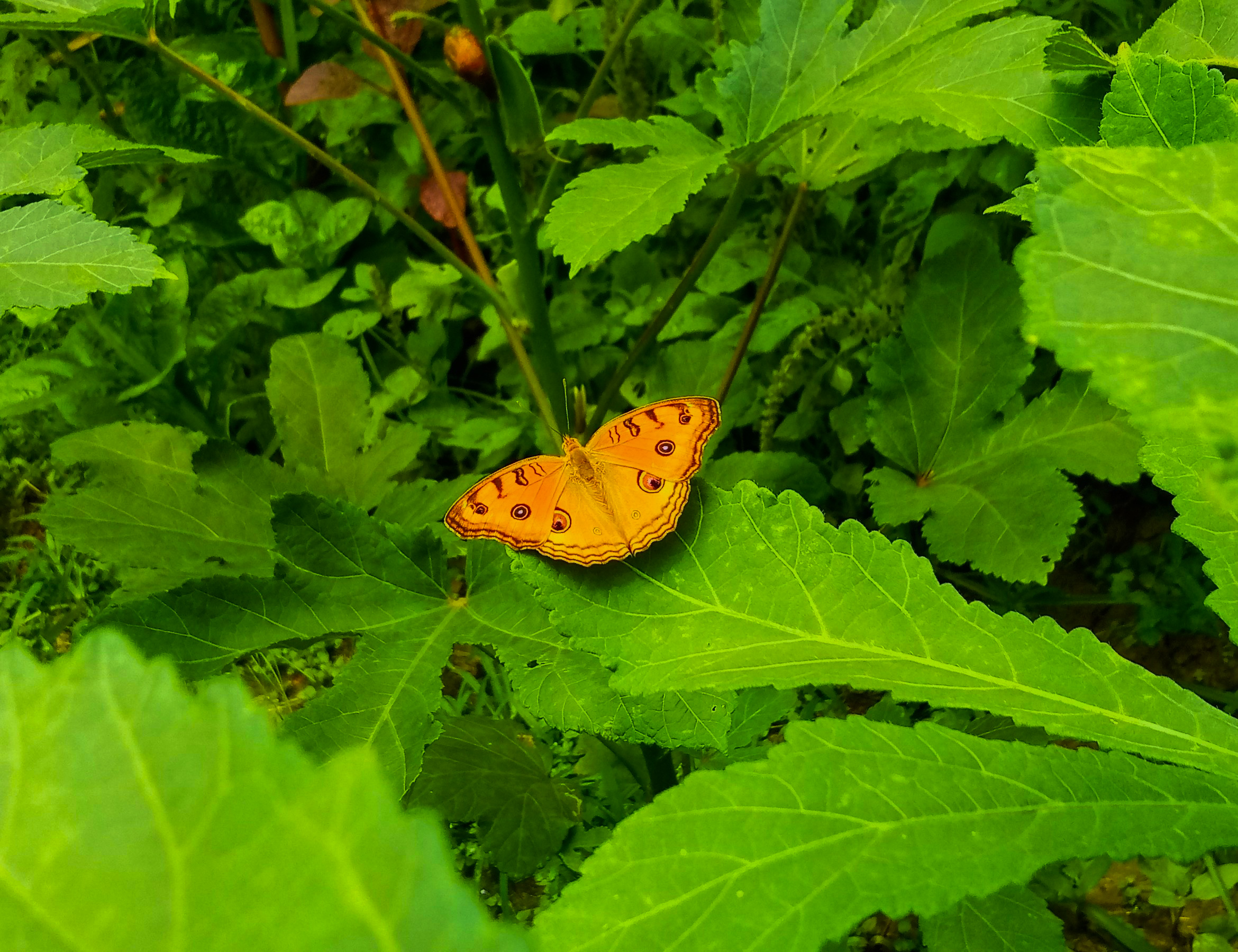 Butterfly on Plants