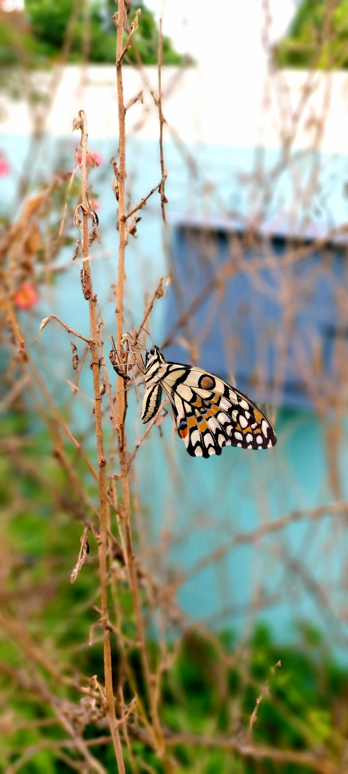 Butterfly on Dried Plant