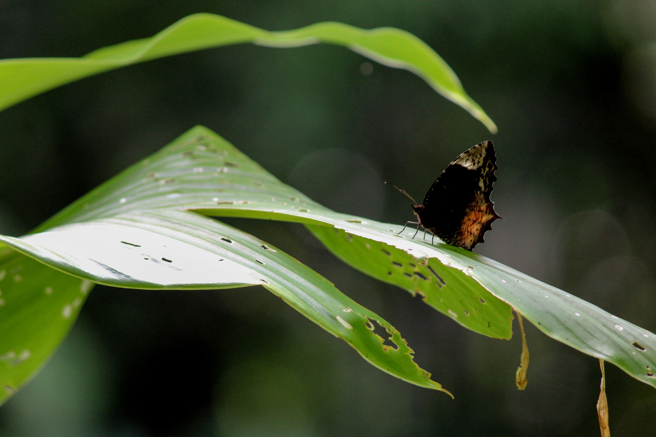 Butterfly on Leaves