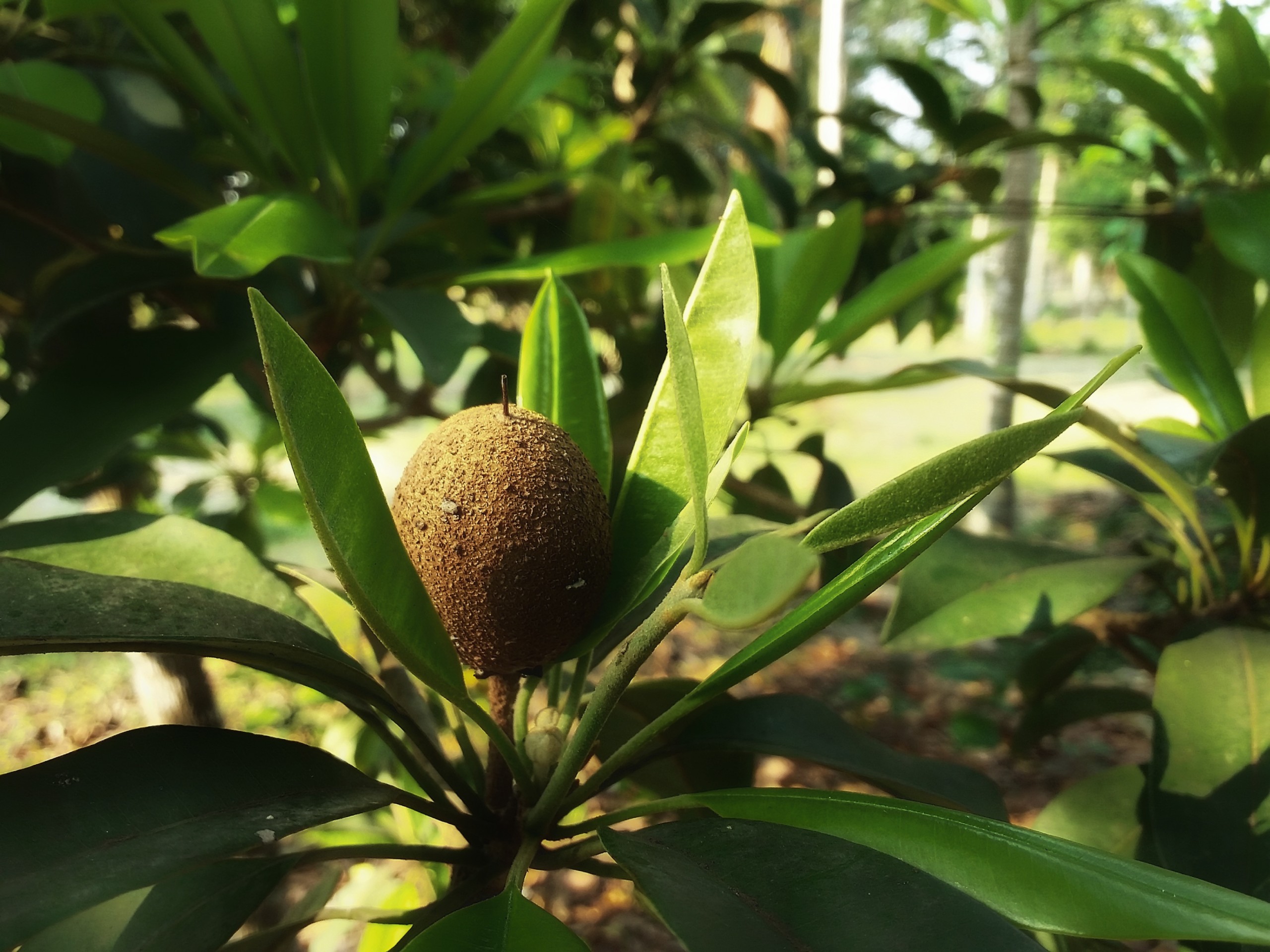 Chikoo Fruit on Tree