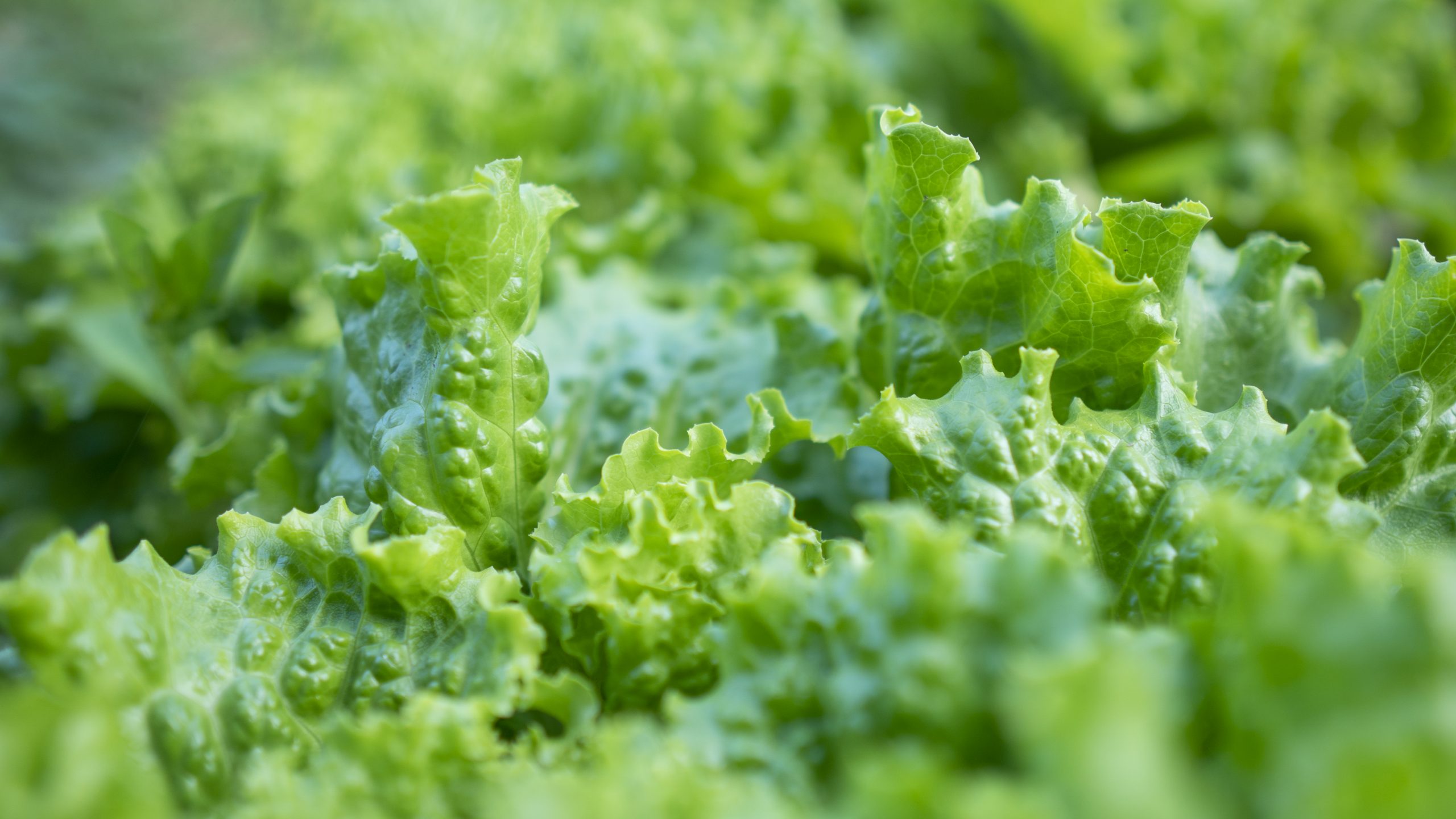 Close up green salad