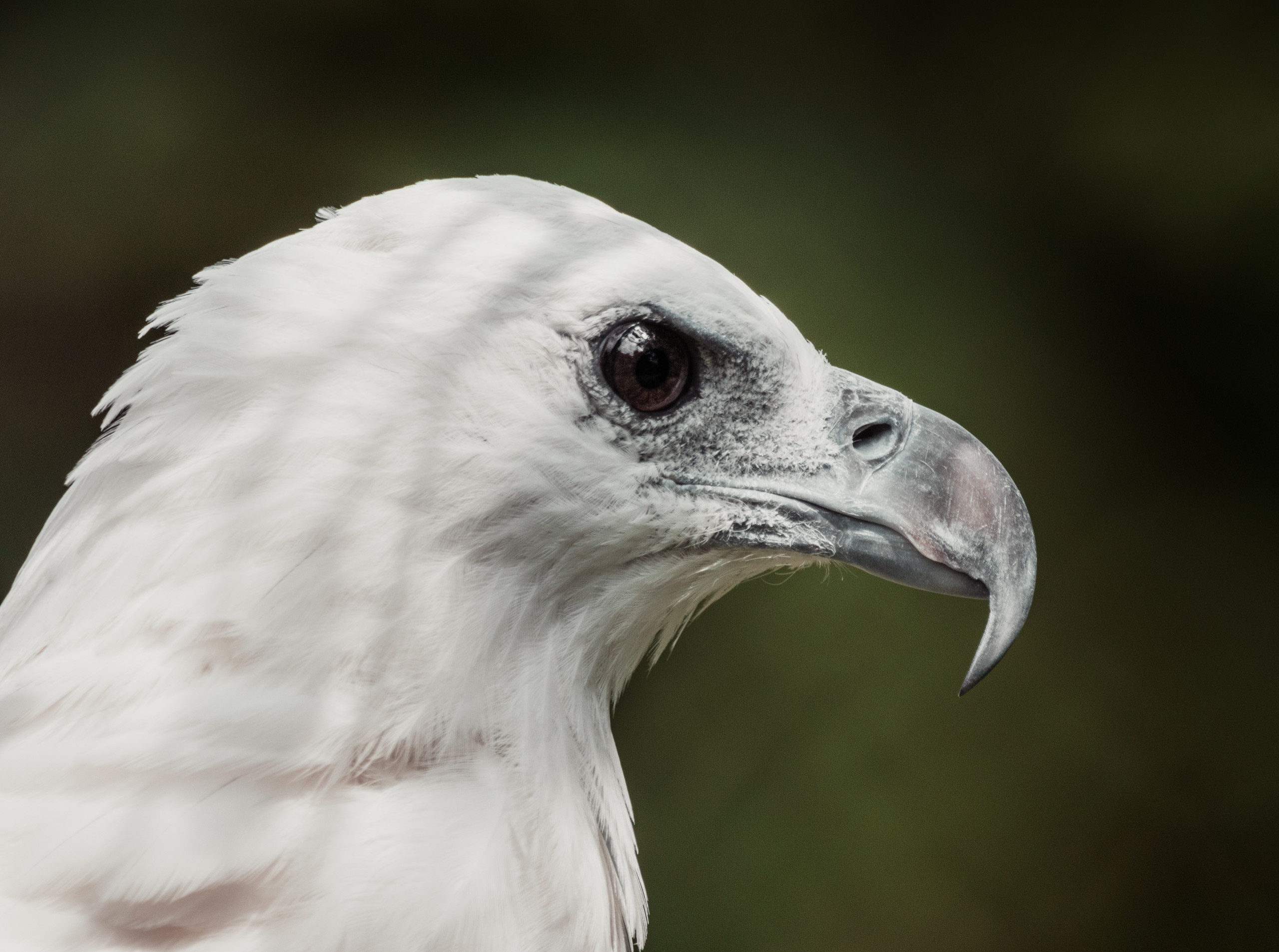 Close up with white bellied sea eagle